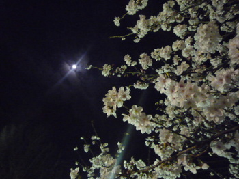 お月と桜.jpg