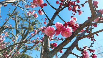 梅ピンクの八重咲.jpg
